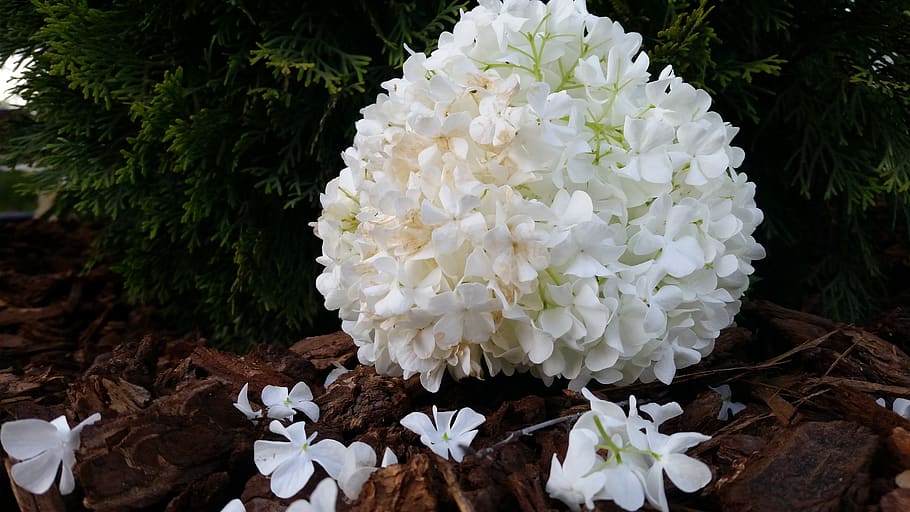 flower, white, bark, pine, plant, white color, flowering plant HD wallpaper