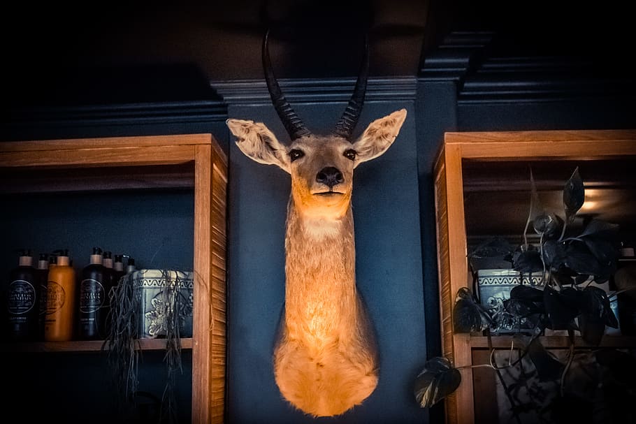 brown dear wall mount decor, brown deer head wall decor on blue wall HD wallpaper