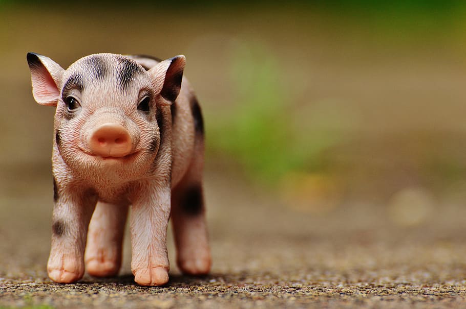 piglet, figure, cute, deco, animal, sweet, mammal, small, animal themes HD wallpaper