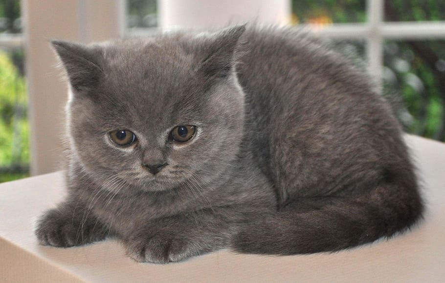 close-up photo of short-fur gray kitten on white surface, cat HD wallpaper