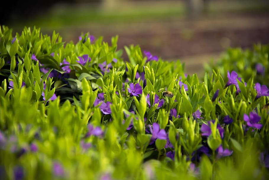 purple petaled flowers closeup selective photography, grass, meadow, HD wallpaper