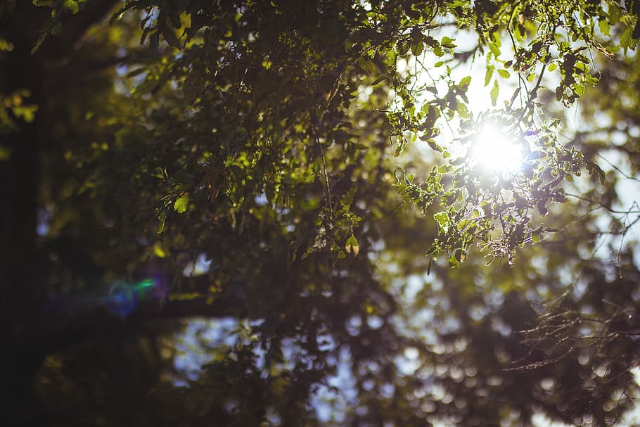 Isaías 43:25, closeup photo of green leafed plant, nature, sun HD wallpaper