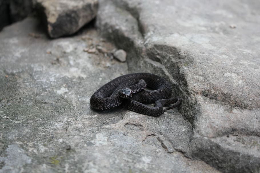 Viper, Rocks, Stone, Nature, Poland, on the trail, one animal HD wallpaper