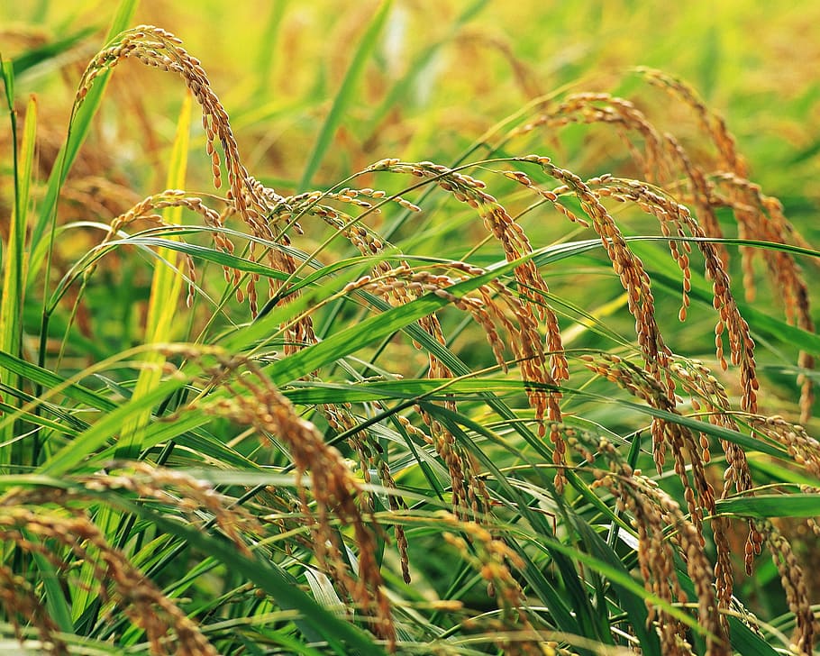 in rice field, plant, growth, land, agriculture, crop, cereal plant HD wallpaper