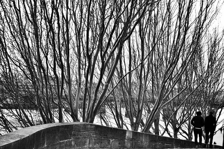 grayscale photography of two person standing on road beside withered trees HD wallpaper