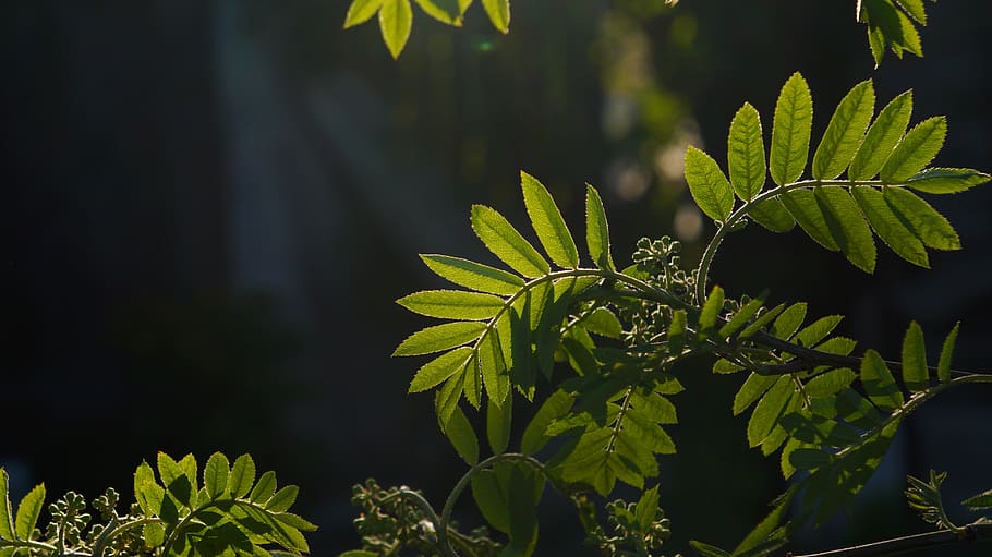 nature, plants, young, leaflet, spring, light, black, growth HD wallpaper