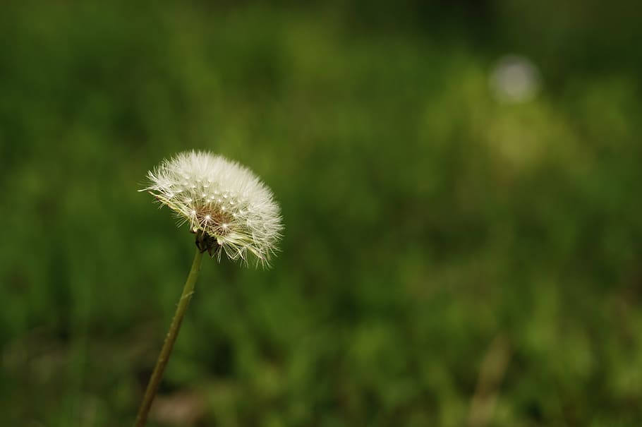 flowers, spring, cosmos, dandelion, summer, nature, bud, tabitha HD wallpaper