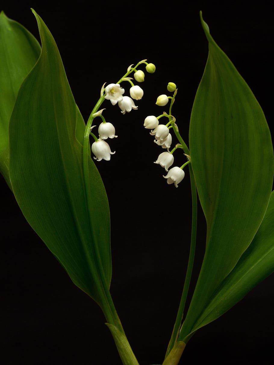 closeup photo of white petaled flowers with green leaves with black background