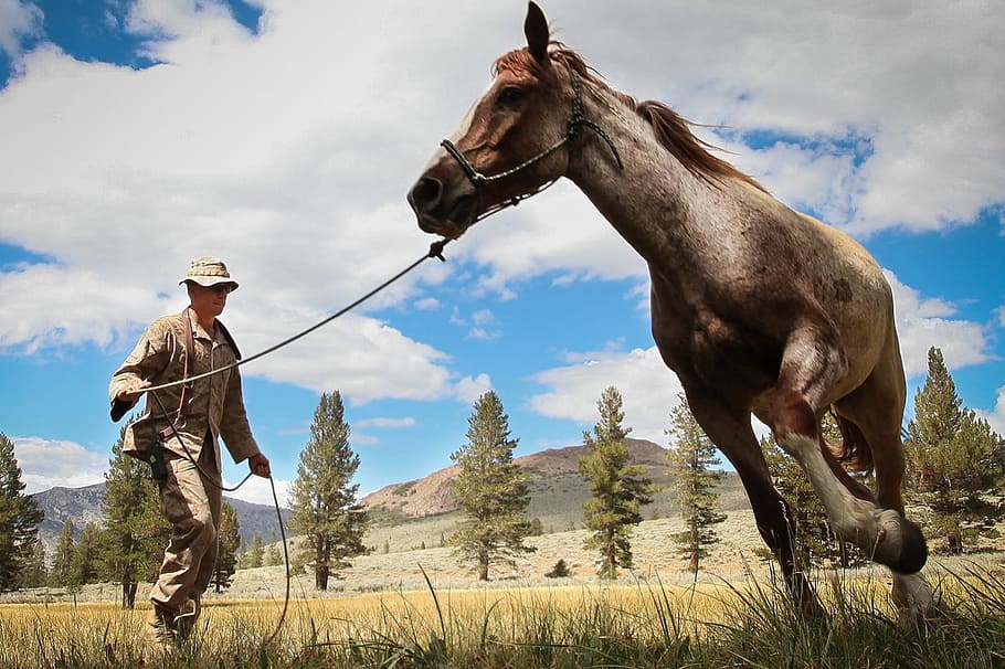 man standing near brown horse, army, training, leading, landscape HD wallpaper