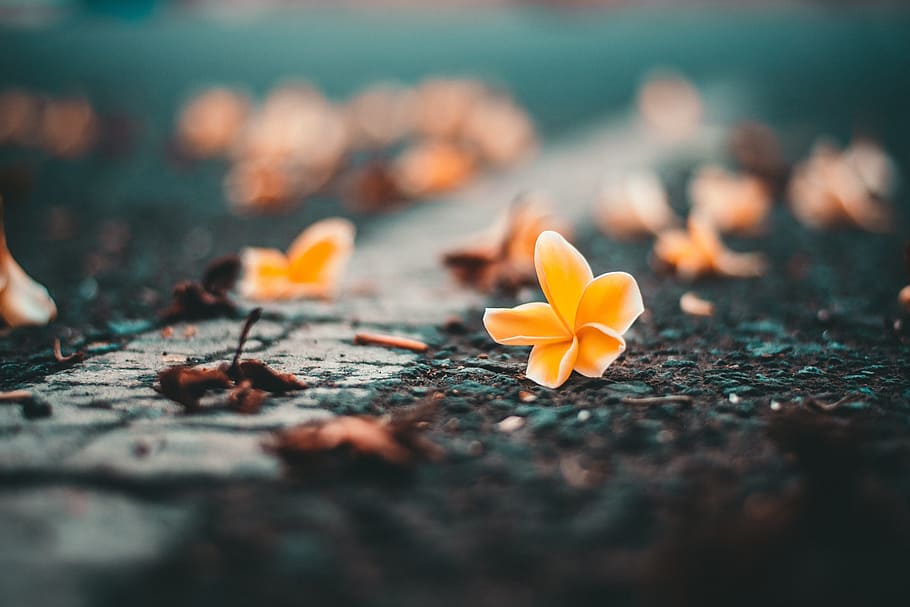 orange Plumeria flowers on grass, nature, outdoors, leaf, fall HD wallpaper