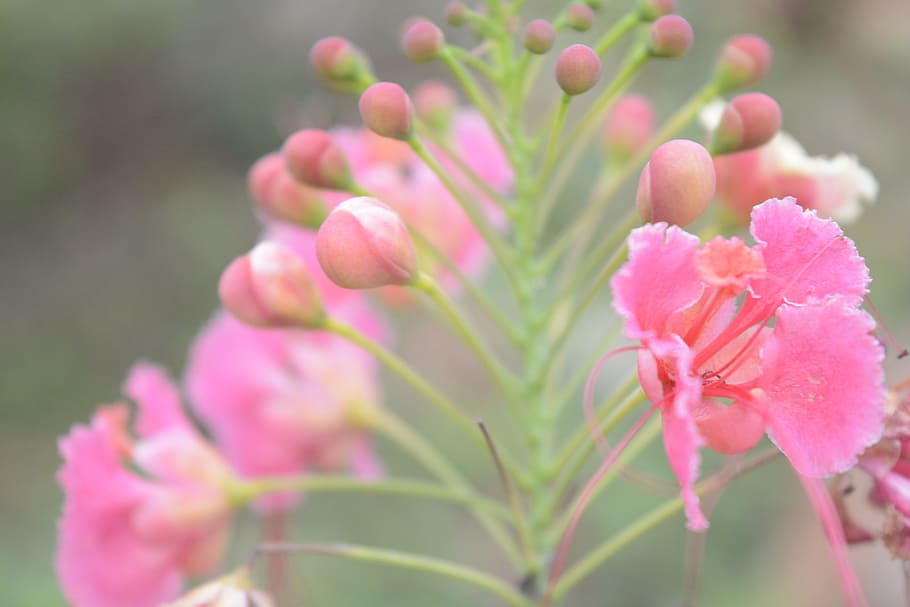 pink, flower s, green, plant, flowering plant, freshness, beauty in nature HD wallpaper