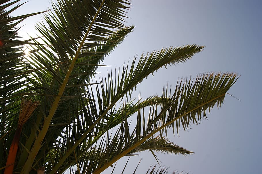 palm, sun, sky, holiday, summer, tropical, tropics, nature HD wallpaper