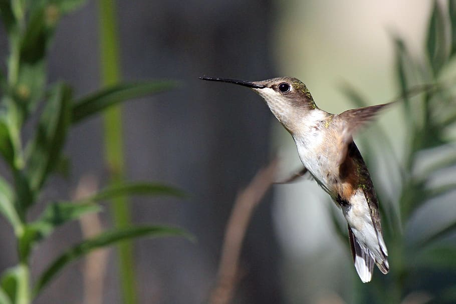 selective focus photo of hummingbird, flight, wildlife, hovering HD wallpaper