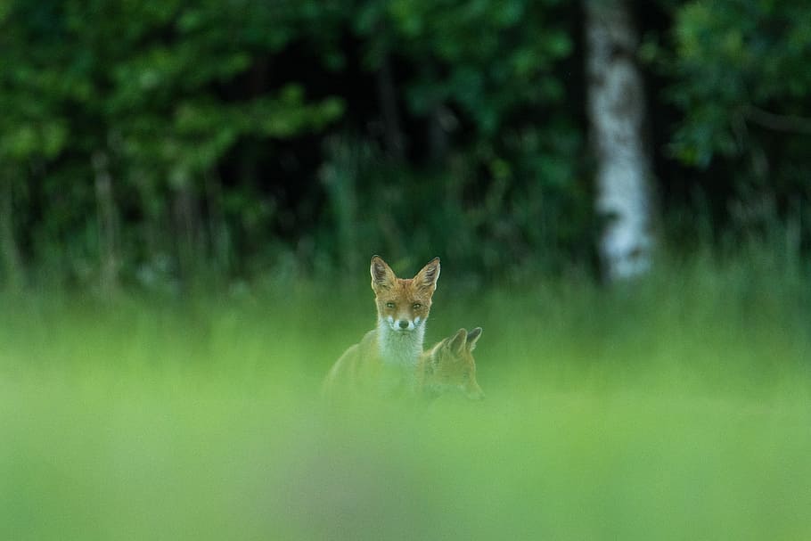 brown fox on grasses, two red foxes on grass field, wildlife HD wallpaper