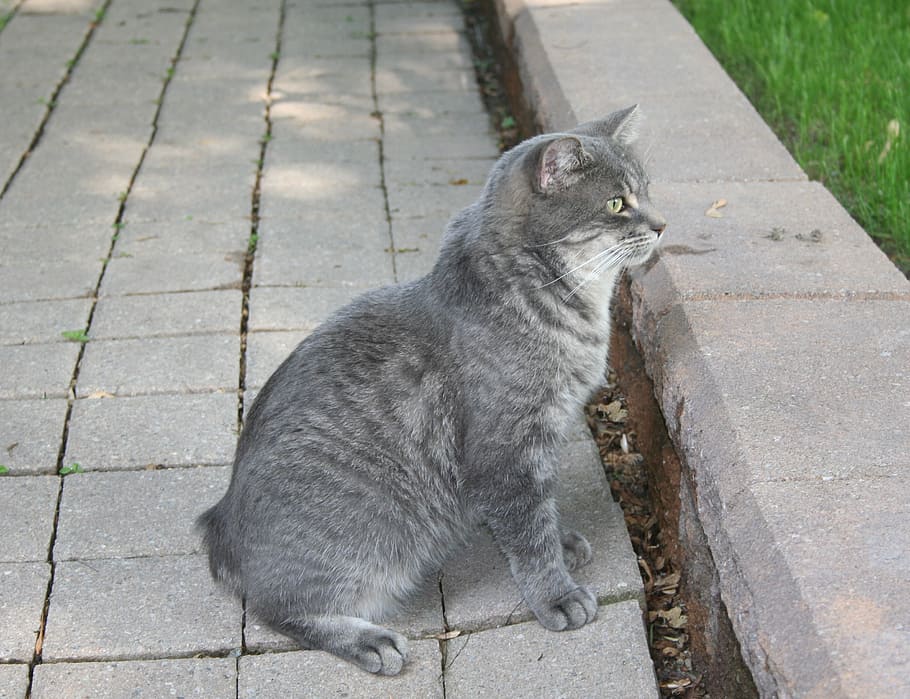 cat, grey, pet, no tail, animal, domestic, feline, manx, manks HD wallpaper