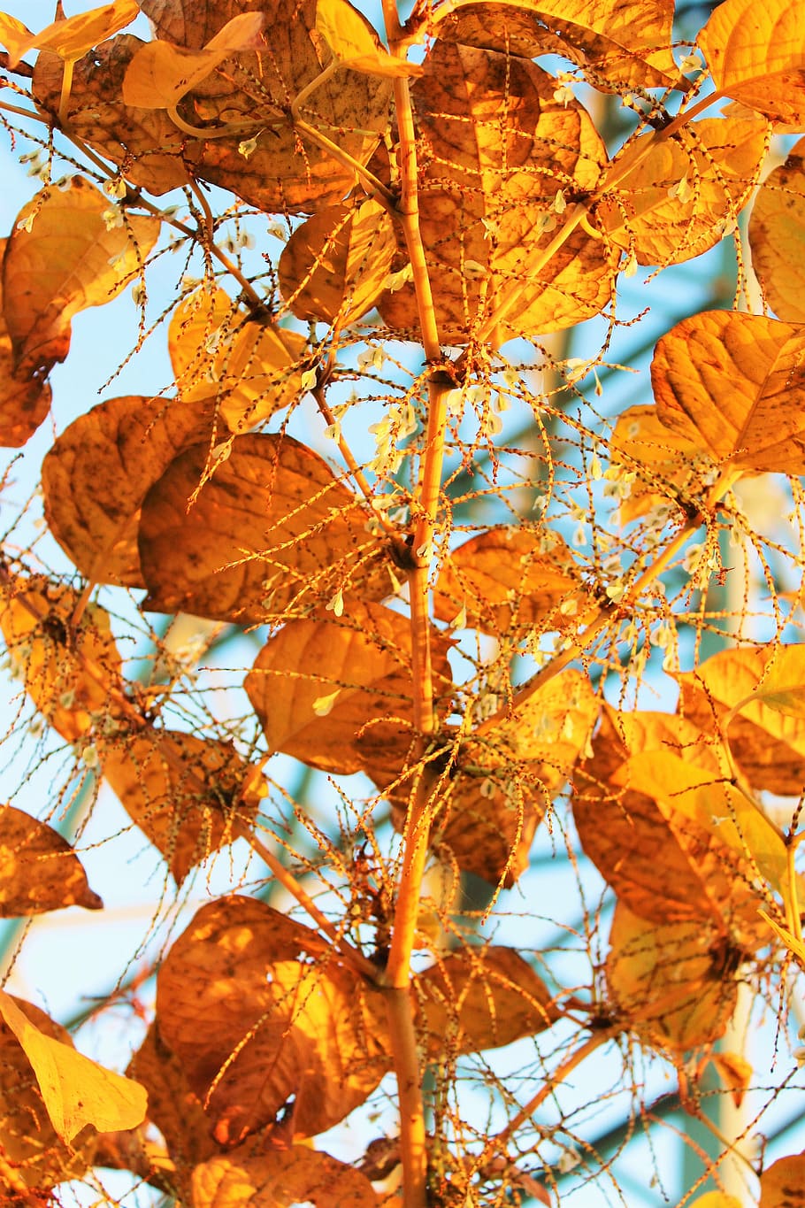 leaves, autumn, edited, change, plant part, leaf, no people HD wallpaper