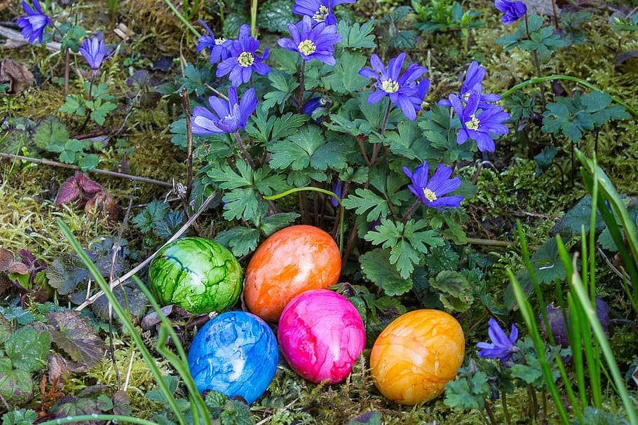 easter, easter eggs, easter nest, spring, growth, freshness HD wallpaper