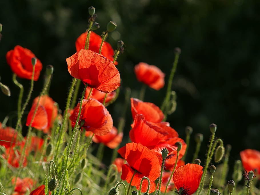 poppies, red, flowers, the beasts of the field, wild, meadow, HD wallpaper