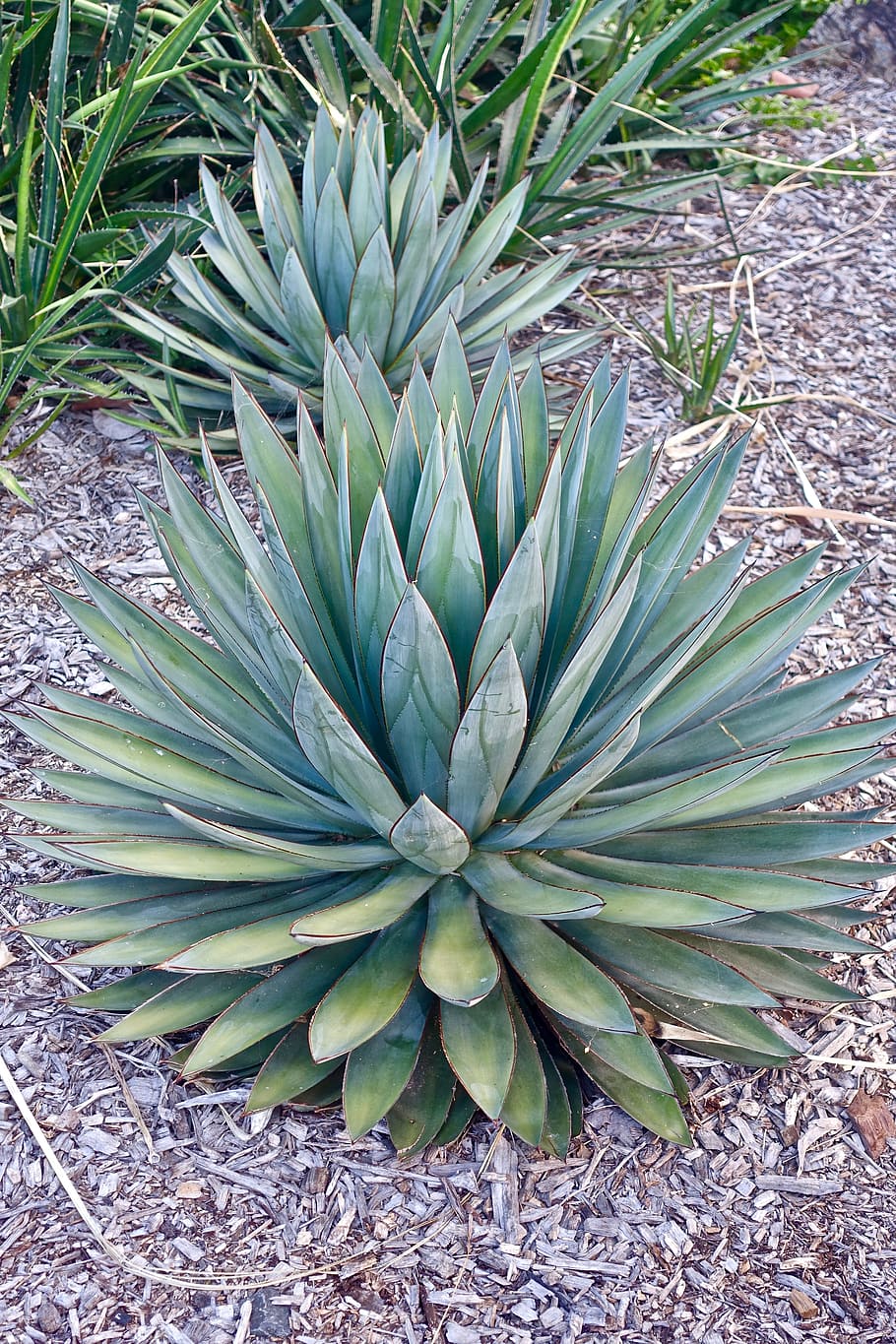 Cactus, Succulent, Spiny, Organic, botany, leaves, plant, natural HD wallpaper