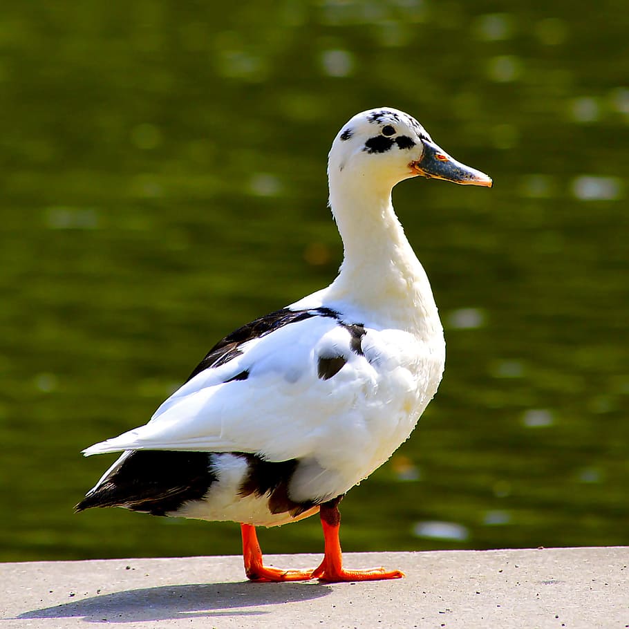 Mallards, Mongrel, Bill, Lake, Bird, mallards mongrel, water bird HD wallpaper