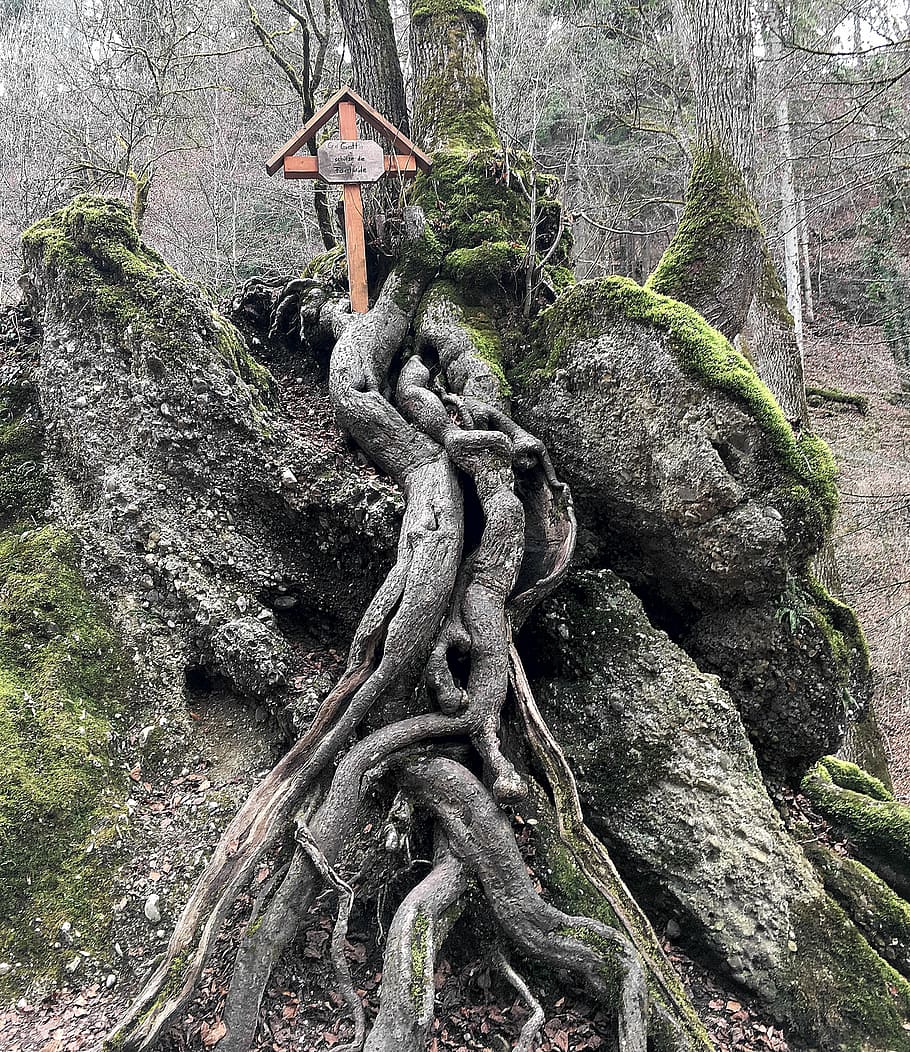 tree, root, log, contour, rooted, mystical, old, moss, tribe HD wallpaper