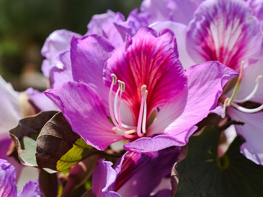 stamens, flower, tree, blossom, nature, blooming, purple, bright HD wallpaper