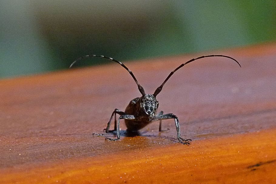 Bug, Insect, Antenna, Antennae, Beetle, fauna, critter, nature HD wallpaper