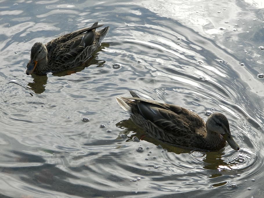 wild ducks, lake, water, vertebrate, animals in the wild, animal wildlife HD wallpaper