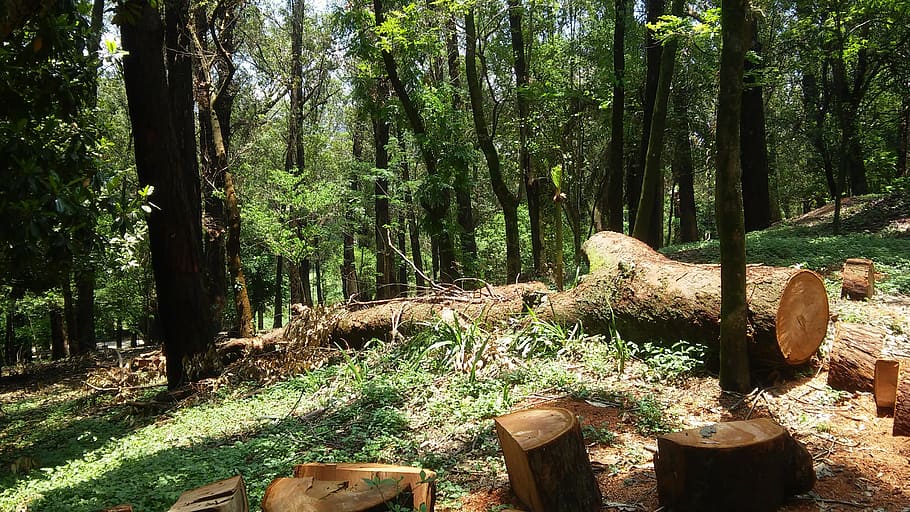 trunk, tree, nature, wood, old tree, flying, forest, firewood HD wallpaper