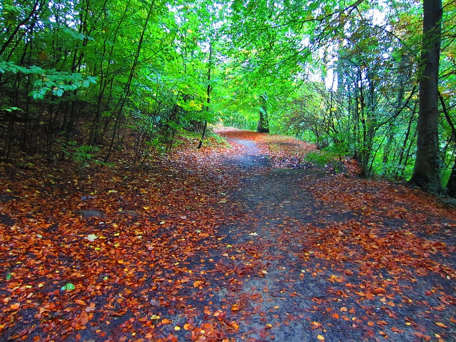 forest, pathway, trees, outdoors, environment, foliage, natural HD wallpaper