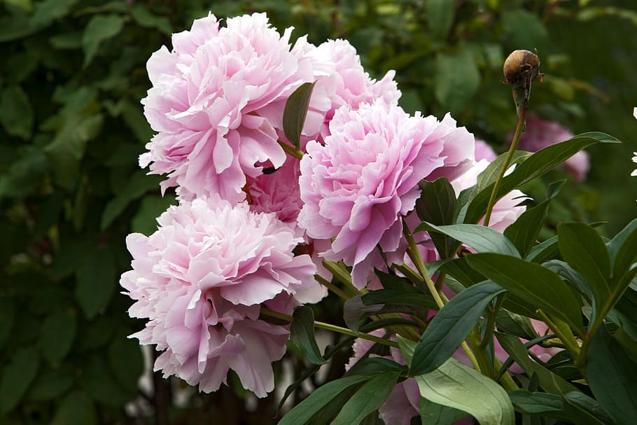 bond rose, flower, have, beautiful, flowering plant, pink color HD wallpaper