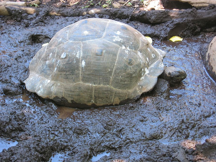 Giant Tortoise, Turtle, Panzer, Mud, animal, mud bath, one animal HD wallpaper