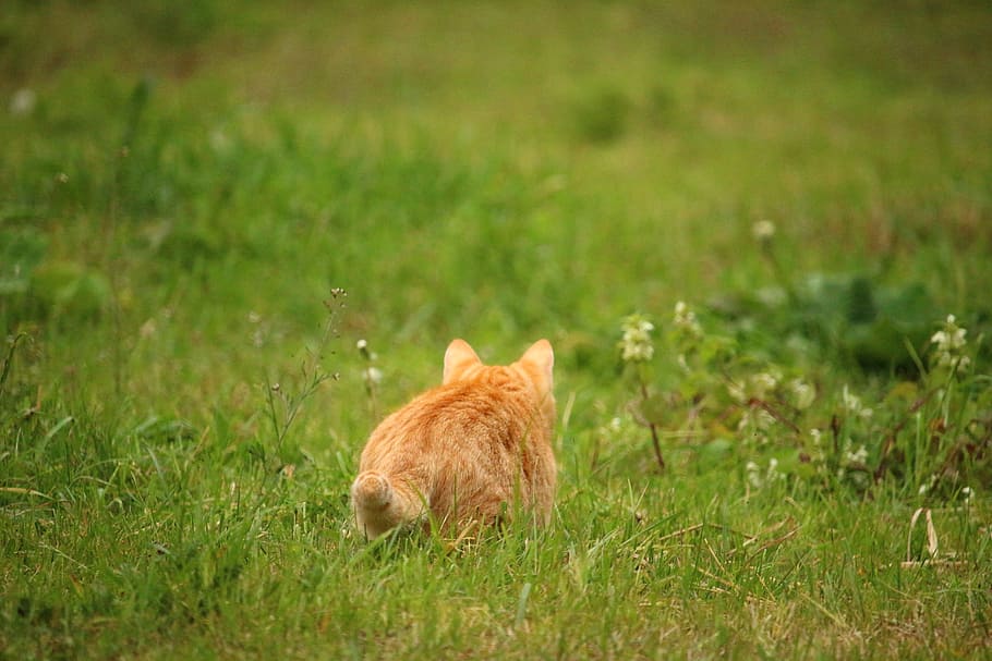 Cat, Kitten, Mackerel, mieze, domestic cat, red cat, red mackerel tabby HD wallpaper