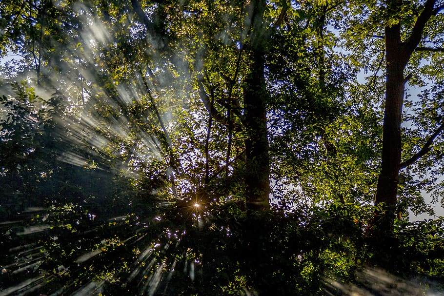 sun, forest, nature, landscape, trees, light, heaven, sunset HD wallpaper