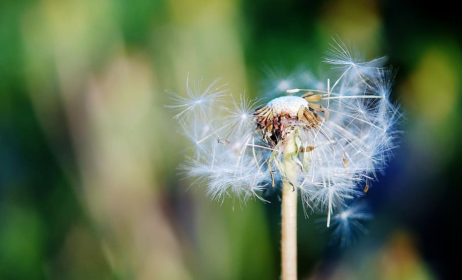 shallow focus photography of white dandelion, sow thistle, grass HD wallpaper