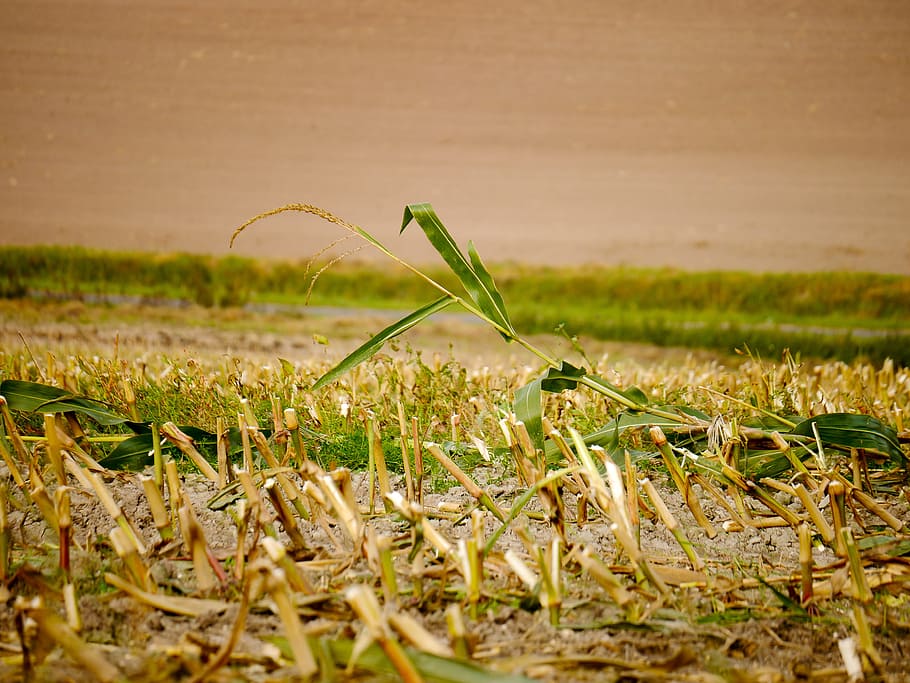 cornfield, autumn, harvested, arable, agriculture, nature, growth HD wallpaper