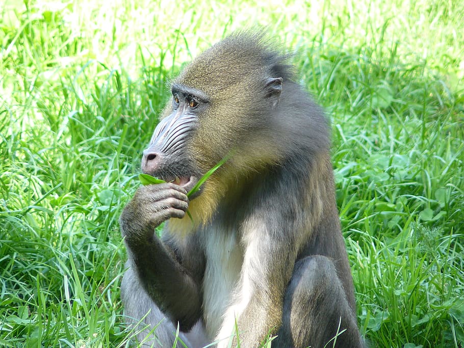 monkey, baboon, primate, grass, animal wildlife, animals in the wild HD wallpaper