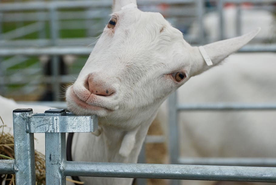 goat, funny, white, animal themes, one animal, livestock, mammal HD wallpaper