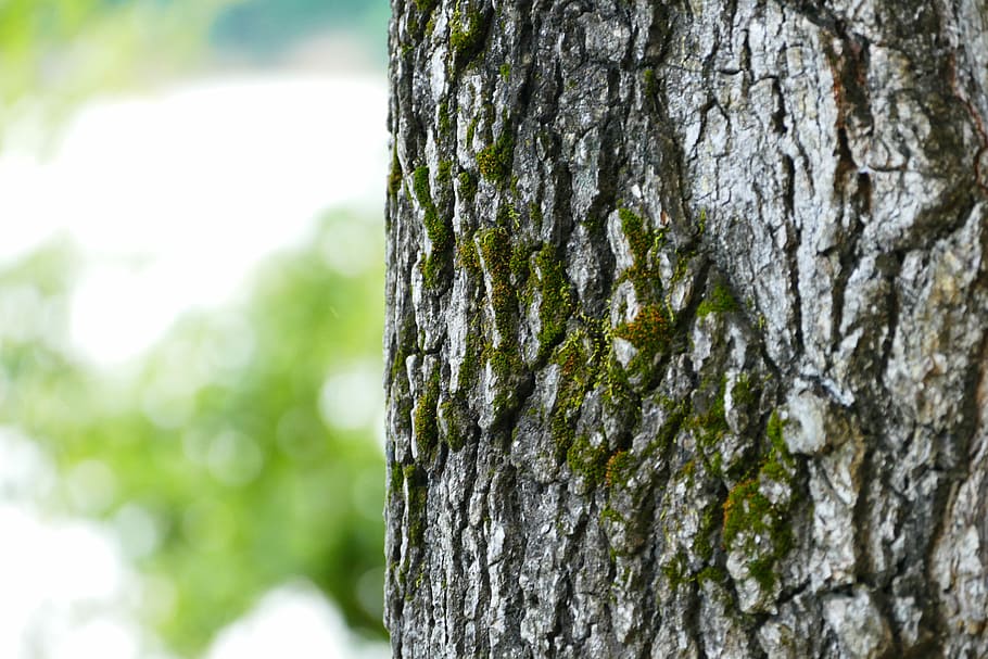 Tree, Bark, Forest, Nature, Wood, pattern, texture, natural HD wallpaper
