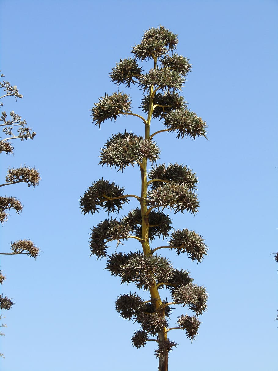 Agave, Flora, Spain, Plant, three, green, tree, sky, clear sky HD wallpaper