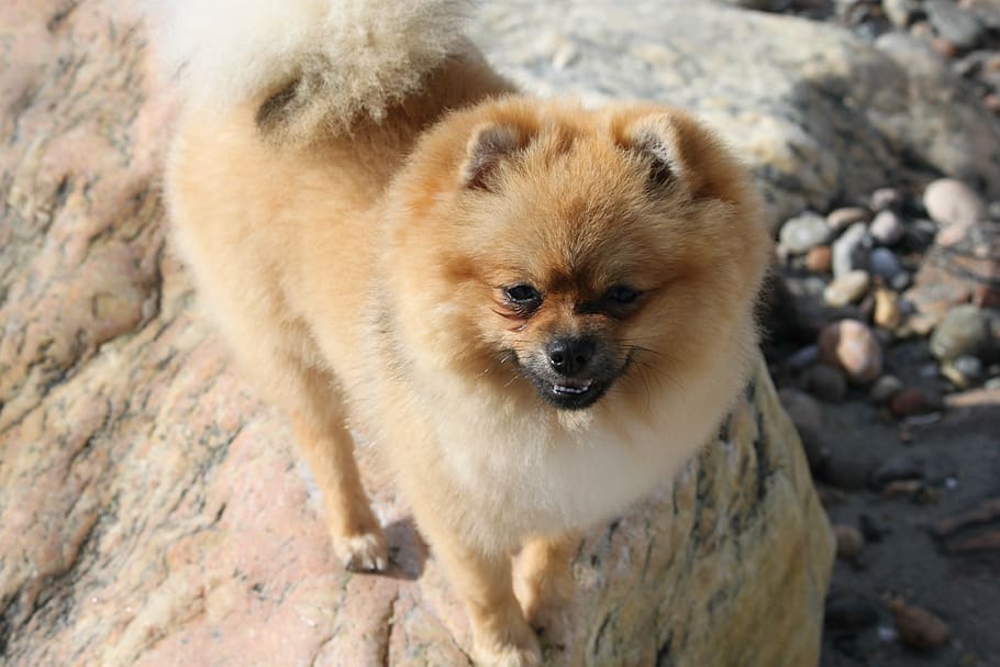 spitz miniature, dog, animals, animal themes, one animal, mammal HD wallpaper