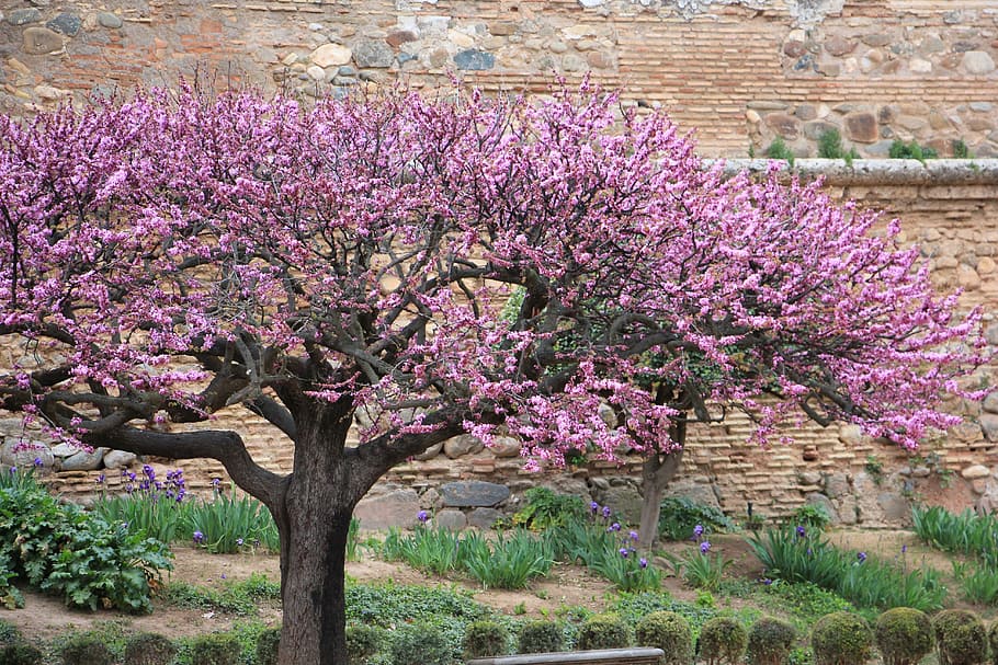 tree, blossom, spain, bloom, pink, blooming, blossoming, petal HD wallpaper