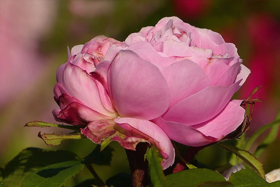 flower, rose, pink, macro, noble, garden, summer, flowering plant HD wallpaper