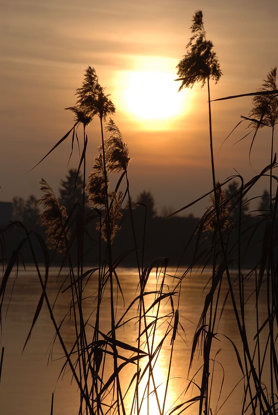 sunset, nature, light, silhouette, sky, beauty in nature, plant HD wallpaper
