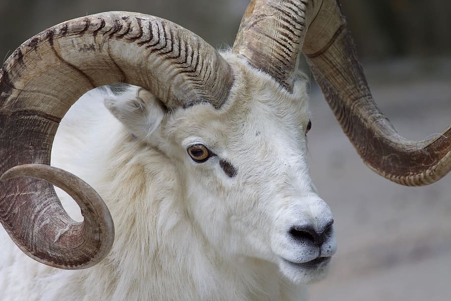 close up photography of a bull, ram, sheep, horns, animal, mammal