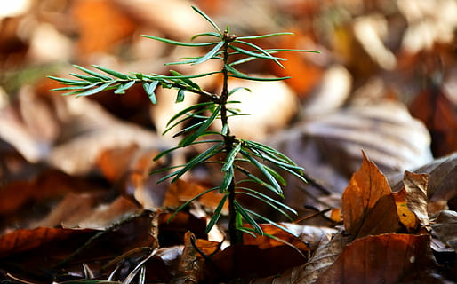 scion, conifer, young, green, tree, needles, forest, nature HD wallpaper
