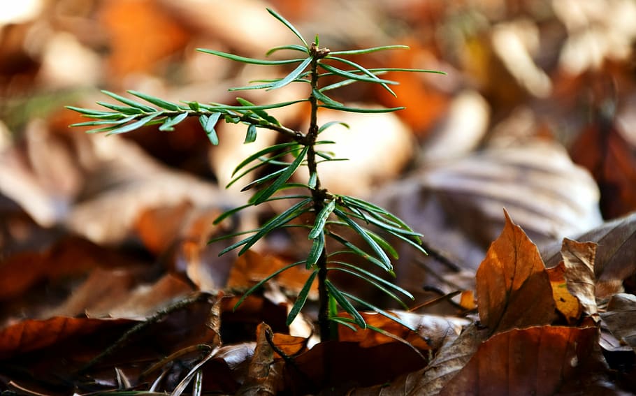 scion, conifer, young, green, tree, needles, forest, nature HD wallpaper