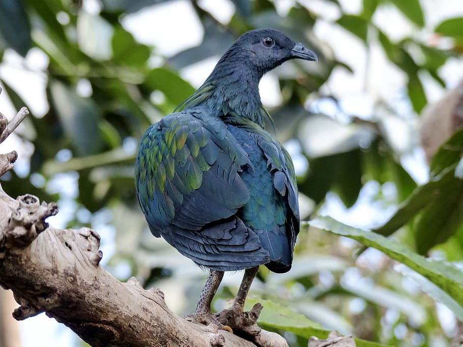 black bird on tree branch, pidgeon, blue, green, feathered HD wallpaper