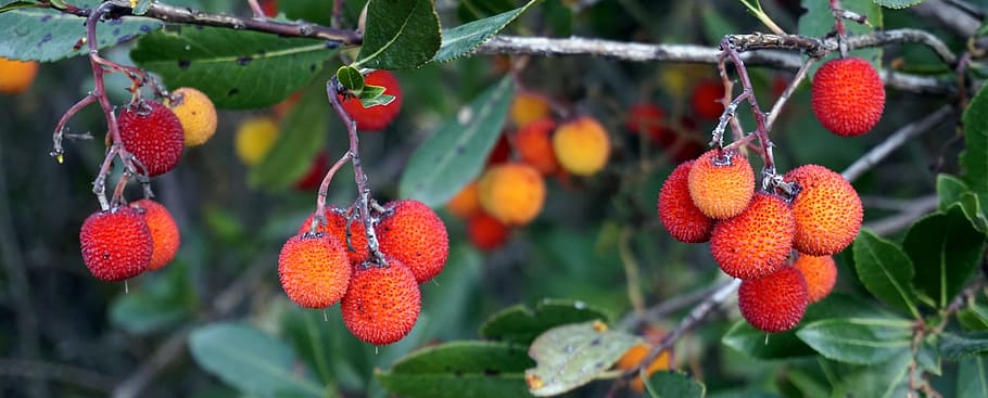 berries, red, plants, leaves, nature, autumn, forest, wild HD wallpaper