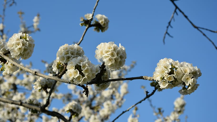 cherry, flower, sprig, spring, nature, spring flowers, garden HD wallpaper